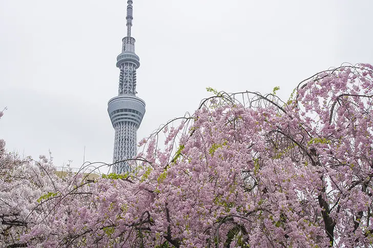 桜とスカイツリー