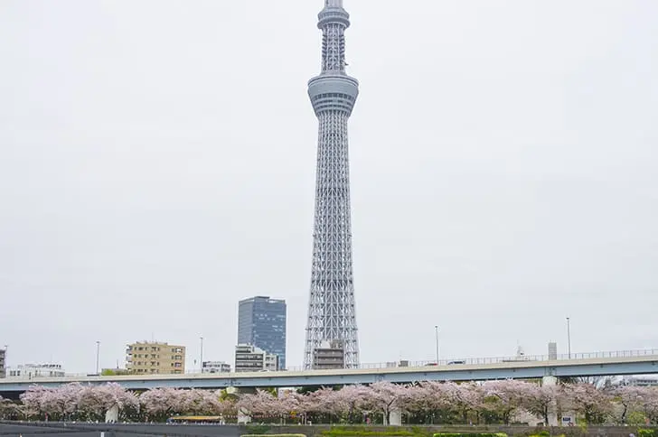 隅田川から見えるスカイツリー
